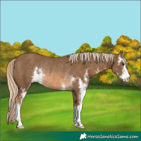 Horse Color:Chocolate Palomino Sabino Rabicano