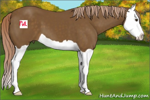 Horse Color:Chocolate Palomino Splash