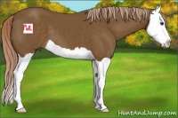 Horse Color:Chocolate Palomino Splash