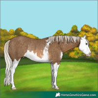 Horse Color:Chocolate Palomino Sabino Splash Rabicano