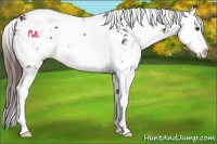 Horse Color:Liver Chestnut Sabino Splash