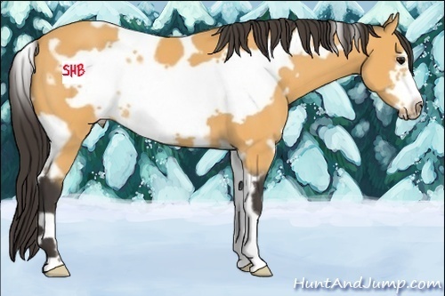 Horse Color:White Spotted Buckskin Frame