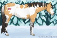 Horse Color:White Spotted Buckskin Frame 