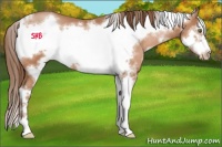 Horse Color:White Spotted Brown Pearl Sabino Frame 