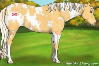 Horse Color:White Spotted Palomino
