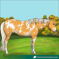 Horse Color:White Spotted Palomino 