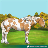 Horse Color:White Spotted Palomino 