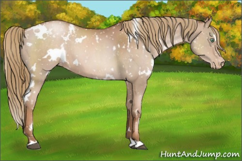 Horse Color:White Spotted Liver Chestnut Pearl Appaloosa