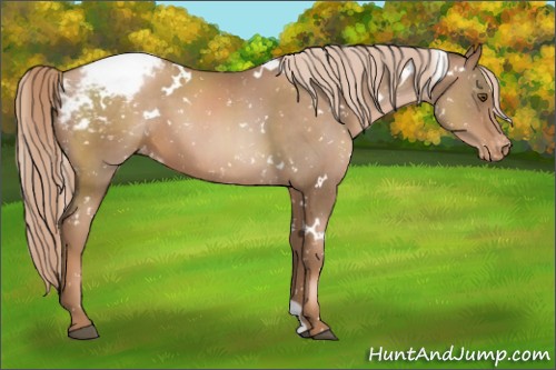 Horse Color:White Spotted Liver Chestnut Pearl Snowcap