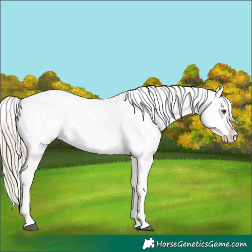 Horse Color:White Spotted Liver Chestnut Pearl Snowcap 
