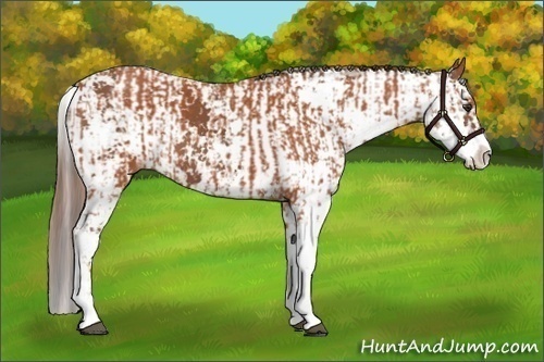 Horse Color:Bay Sabino  and Chestnut Sabino 