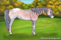 Horse Color:Watercolor Blue Onyx Appaloosa Rabicano