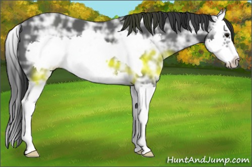 Horse Color:Black Ice Splash Frame