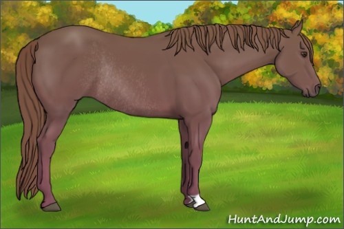 Horse Color:Chestnut Rabicano 