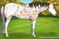 Horse Color:Bay Ice Roan Splash Appaloosa