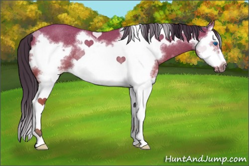 Horse Color:Bay Splash Frame Rabicano