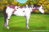 Horse Color:Bay Splash Frame Rabicano 