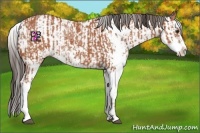 Horse Color:Bay Sabino and Bay Sabino Varnish