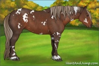 Horse Color:White Spotted Liver Chestnut 