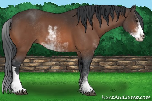Horse Color:Bay Sabino 