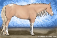 Horse Color:Gold Champagne Splash Tobiano 