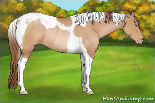 Horse Color:Bay Pearl Tobiano Rabicano 