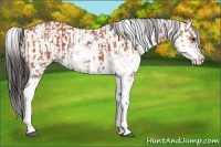 Horse Color:Bay Sabino  and Bay Sabino 