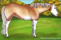 Horse Color:Silver Bay Onyx Splash 