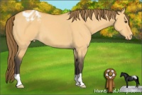 Horse Color:Buckskin Dun Appaloosa 