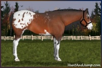 Horse Color:Bay Sabino Appaloosa 