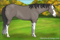 Horse Color:Grullo Sabino Splash 