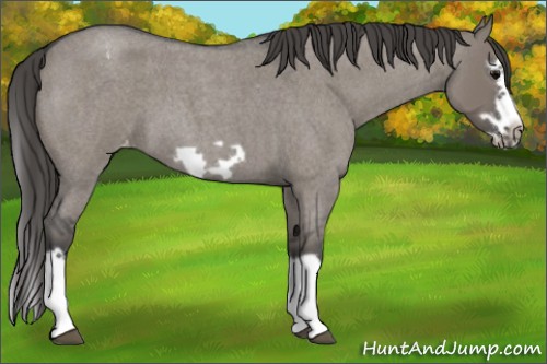 Horse Color:Grullo Roan Splash Frame Varnish 