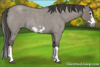 Horse Color:Grullo Roan Splash Frame Varnish 