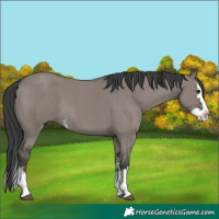Horse Color:Grullo Sabino Splash