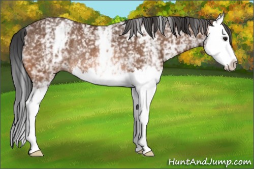 Horse Color:White Spotted Bay Splash Rabicano 