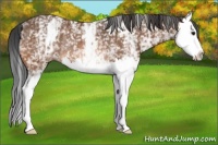 Horse Color:White Spotted Bay Splash Rabicano
