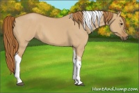 Horse Color:Red Dun Roan Tobiano 