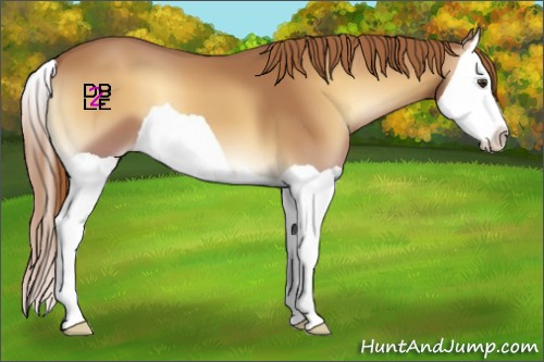 Horse Color:Red Onyx Splash