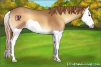 Horse Color:Red Onyx Splash