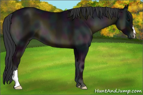 Horse Color:Midnight Blue Onyx
