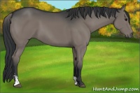 Horse Color:Grullo Sabino 