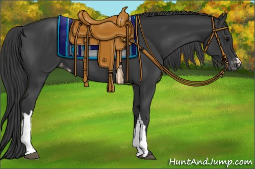 Horse Color:Black Appaloosa 