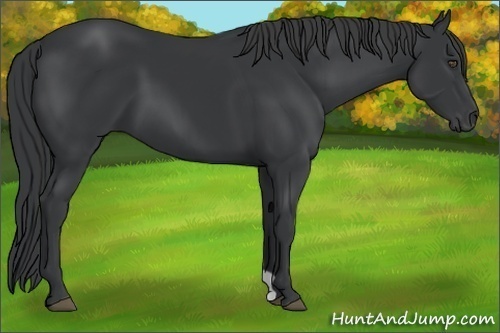 Horse Color:Black 