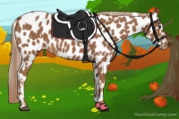 Horse Color:White Spotted Chestnut Appaloosa 