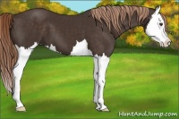 Horse Color:Liver Chestnut Splash 