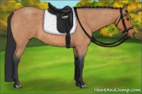 Horse Color:Bay Roan 