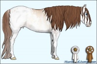Horse Color:White Spotted Brown Pearl Onyx Splash Appaloosa 