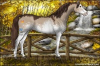 Horse Color:White Spotted Liver Red Dun 