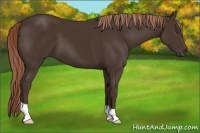 Horse Color:Liver Chestnut 