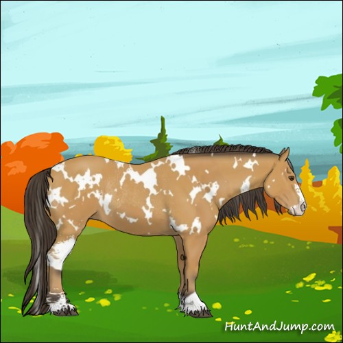 Horse Color:White Spotted Buckskin Sabino  and White Spotted Buckskin Sabino Rabicano 